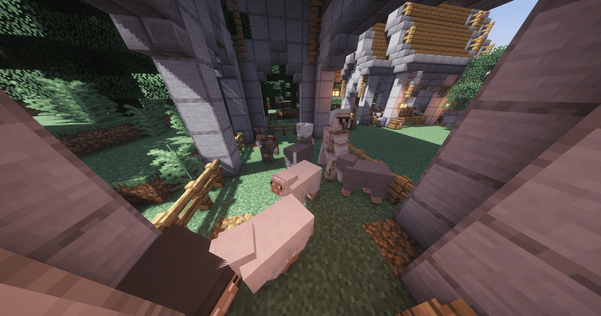 schafe2